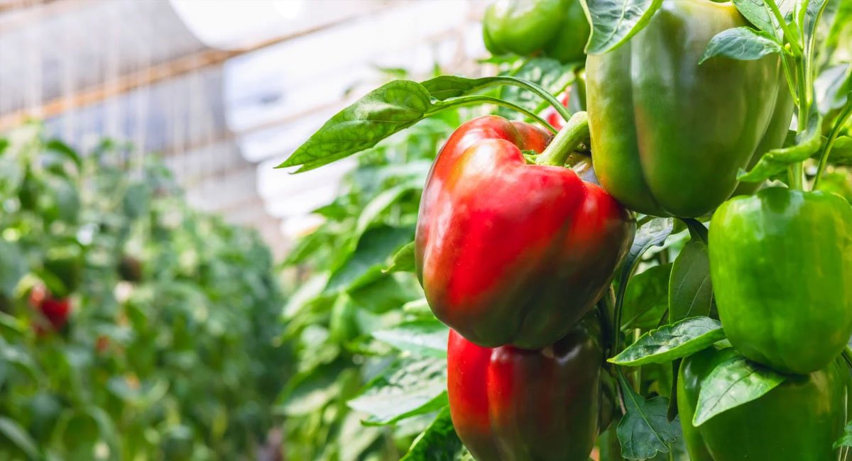 how-to-grow-peppers-properly