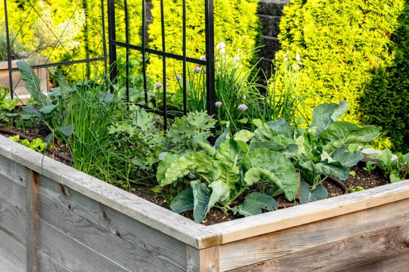 Waist High Raised Bed Gardening – You Can Garden With Arthritis